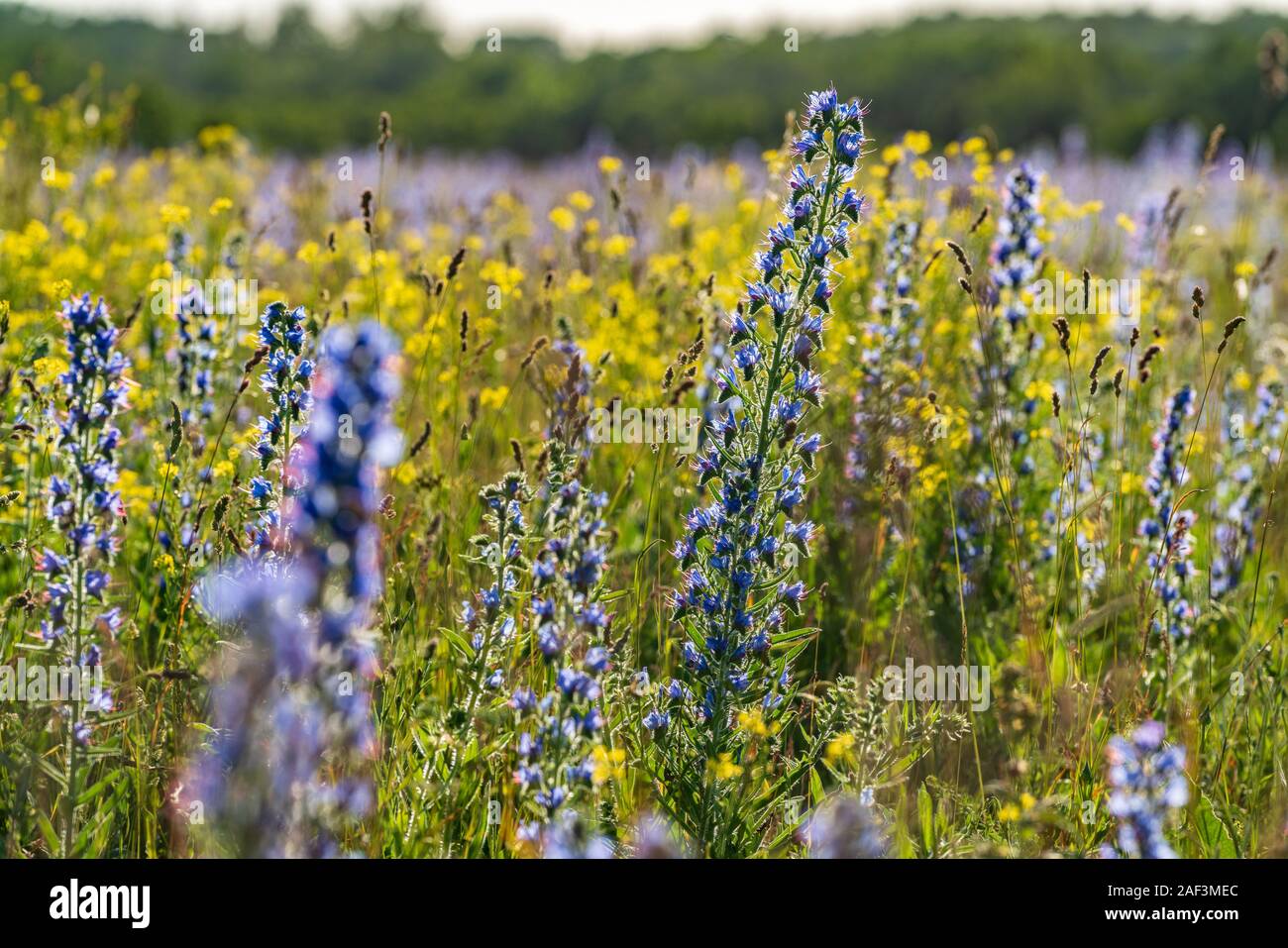 Le vipere Bugloss o Blueweed (Echium vulgare) campo di fiore. Blu fiore in fiore, ambiente naturale. Foto Stock