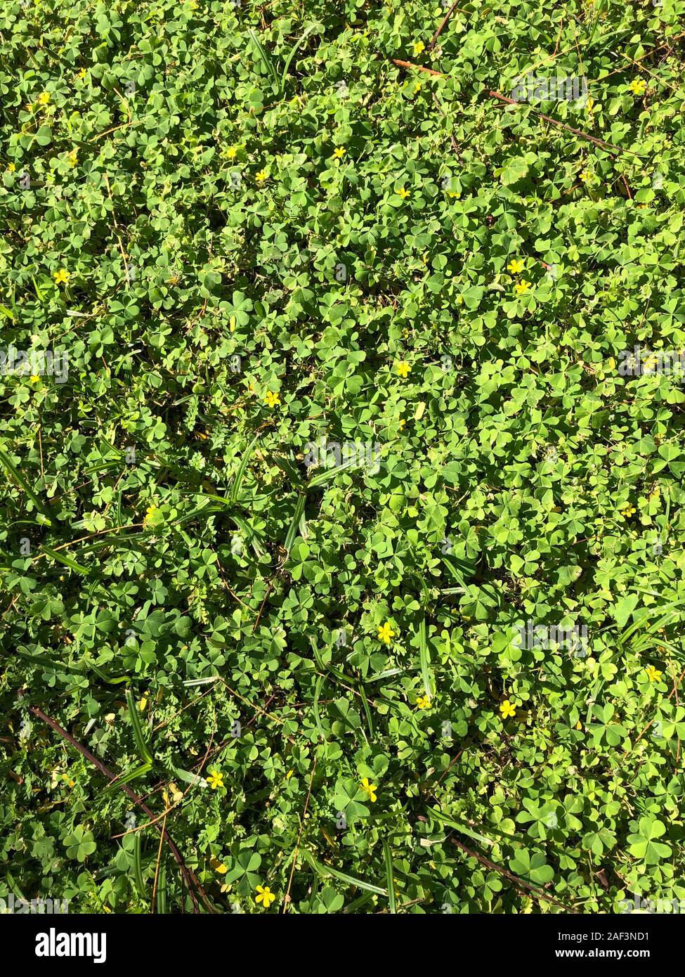 Radura di verde trifoglio in fiore, giardino vicino alla casa. Fiore naturale, segno irlandese. Foto Stock