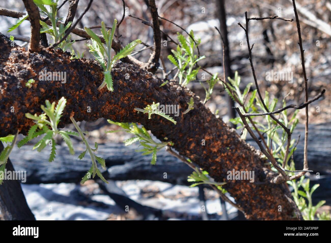 Germogli verdi emergono da un carbonizzati Banksia tree. 2 mesi dopo il gennaio 2019 Bushfires sull isola Bribie, Queensland, Australia Foto Stock