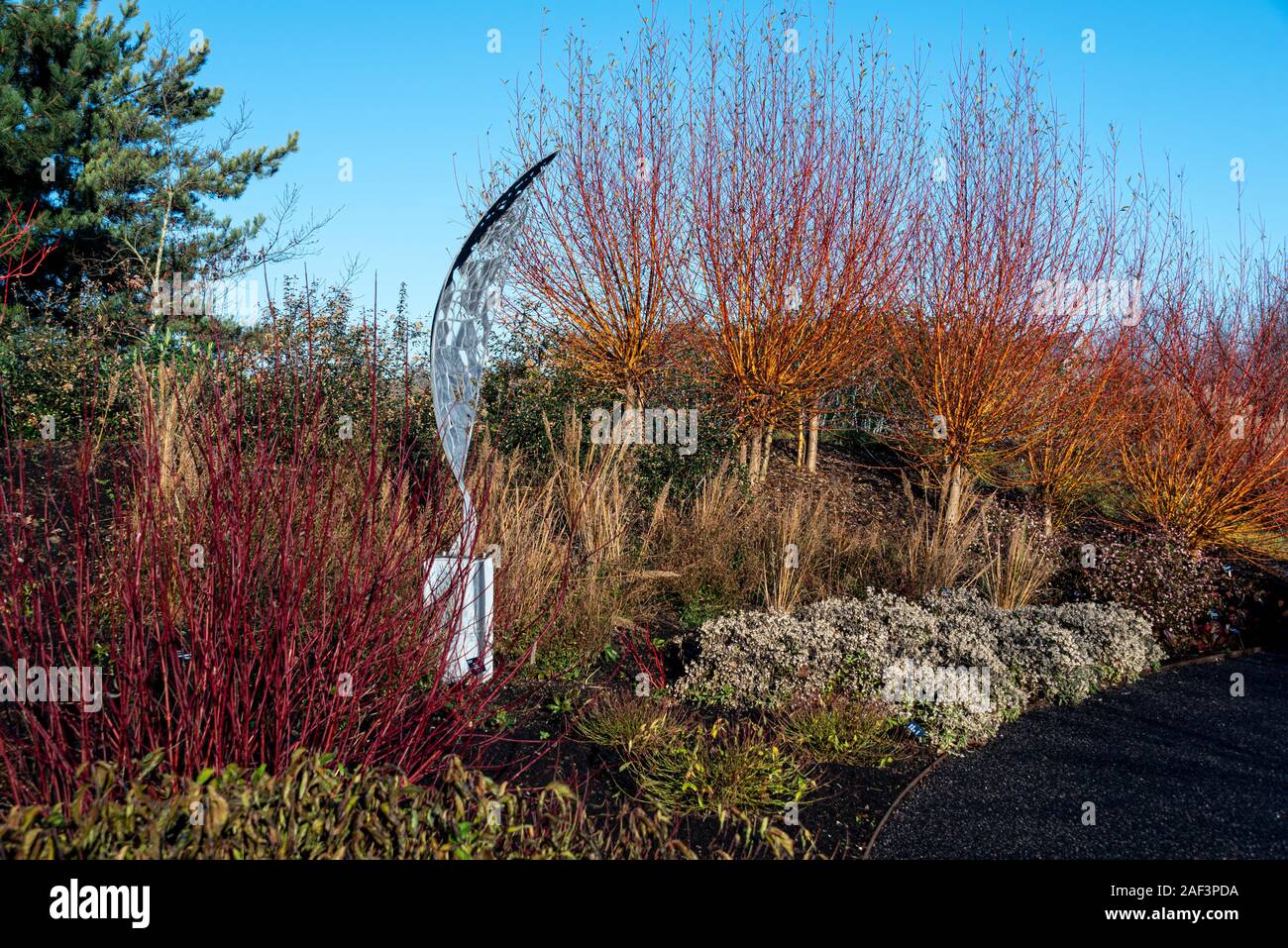 RHS Garden Hyde Hall giardino d'inverno dotato di Willow e cornus. Foto Stock