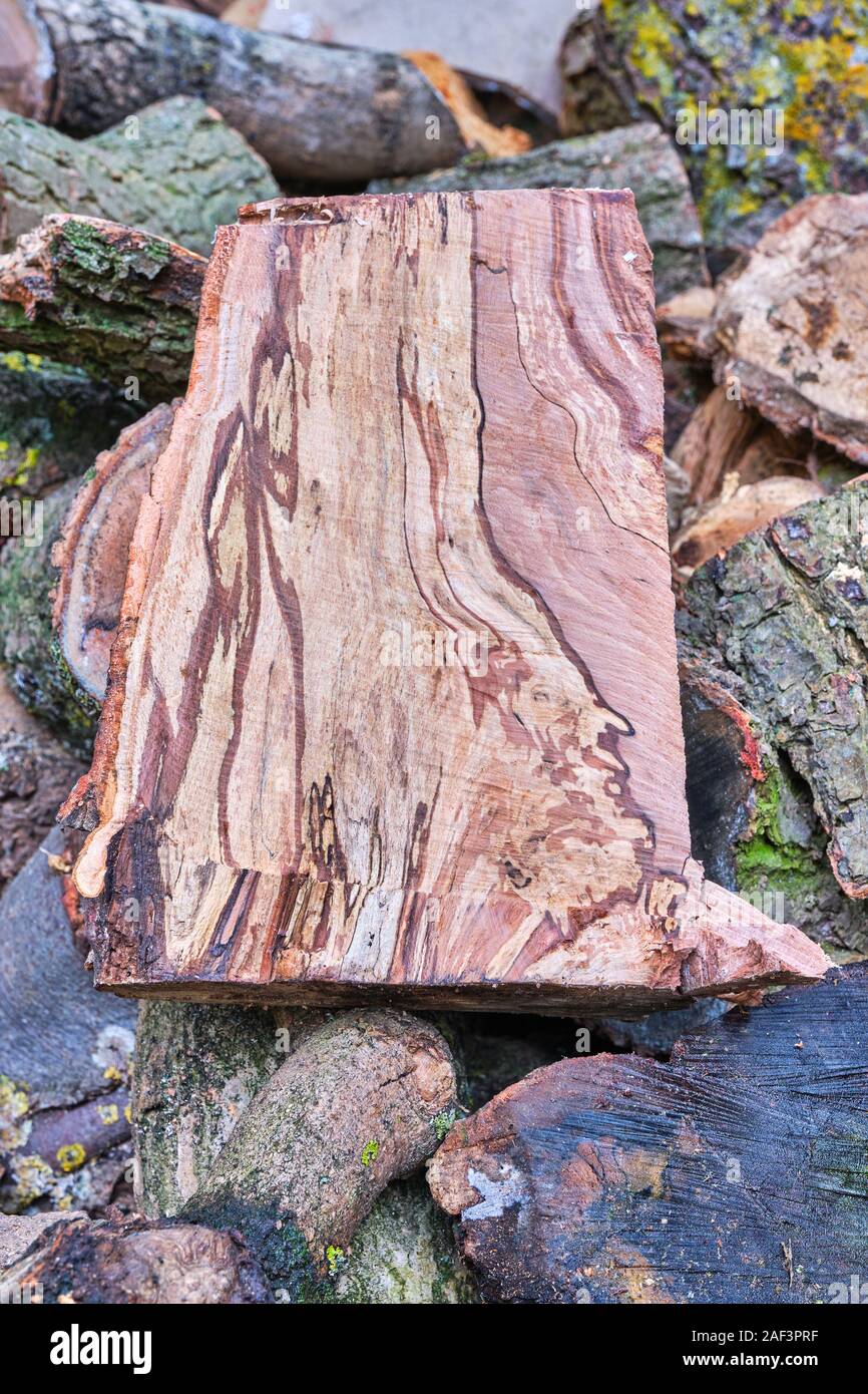 Una split fresco faggio spalted Fagus sylvatica log mostra spalting un processo fungine causando attraente la modellazione e la colorazione del legno Foto Stock