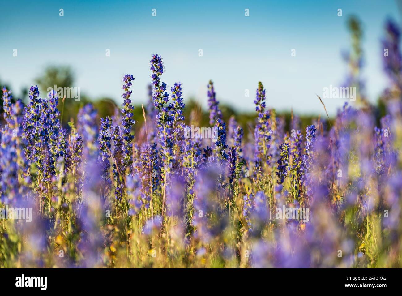 Le vipere Bugloss o Blueweed (Echium vulgare) campo di fiore. Blu fiore in fiore, ambiente naturale. Foto Stock