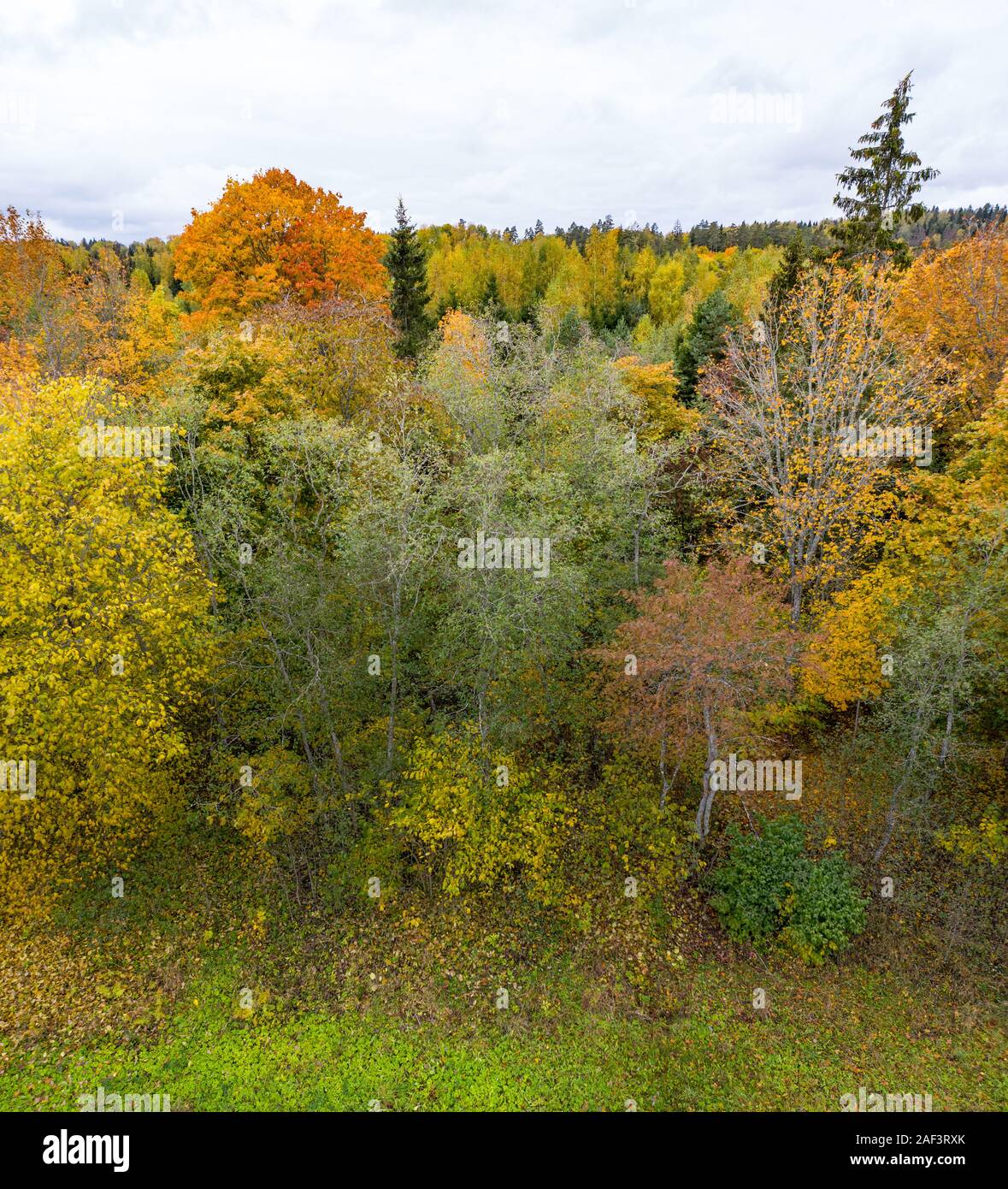 Bosco in autunno colori. Rosso, giallo, arancione, verde di alberi decidui in caduta. Harimägi, Estonia, Europa Foto Stock