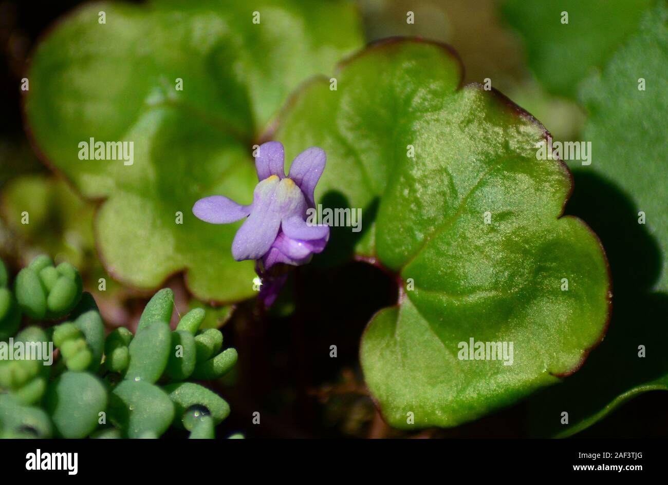 Edera-lasciava Toadflax Cymbalaria muralis fiore rosa e foglie, Oxford ivy, REGNO UNITO Foto Stock