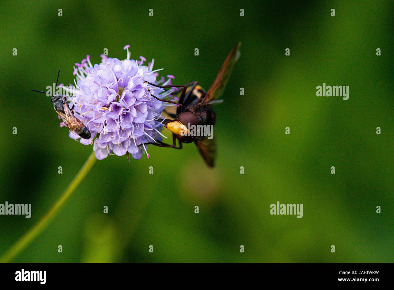 Un maschio hornet mimare hoverfly (Volucella zonaria) sul fiore di un scabious Foto Stock