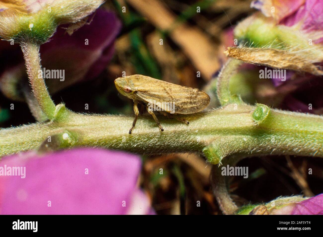Prato froghopper o prato spittlebug, Philaenus spumarius Foto Stock
