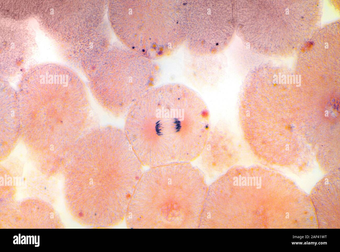 Tipica cellula animale la mitosi che mostra un cromosoma il raggruppamento prima divisione cellulare Foto Stock