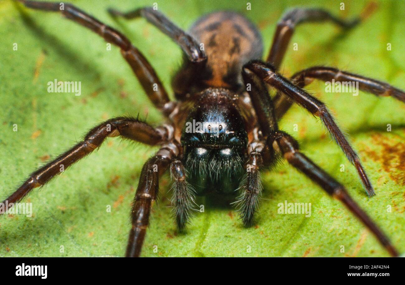 Muro nero spider, Amaurobius similis Foto Stock