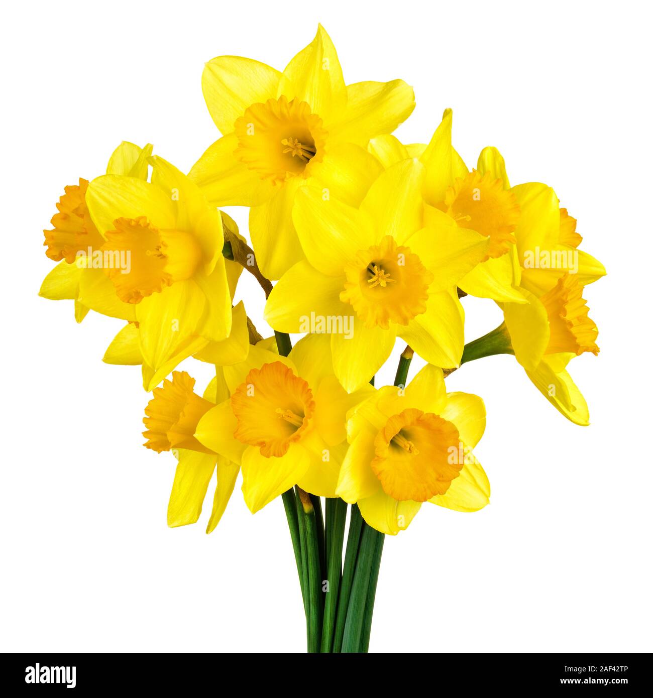 Studio luminoso colpo di un mazzetto di fioritura narcisi isolati su sfondo bianco Foto Stock
