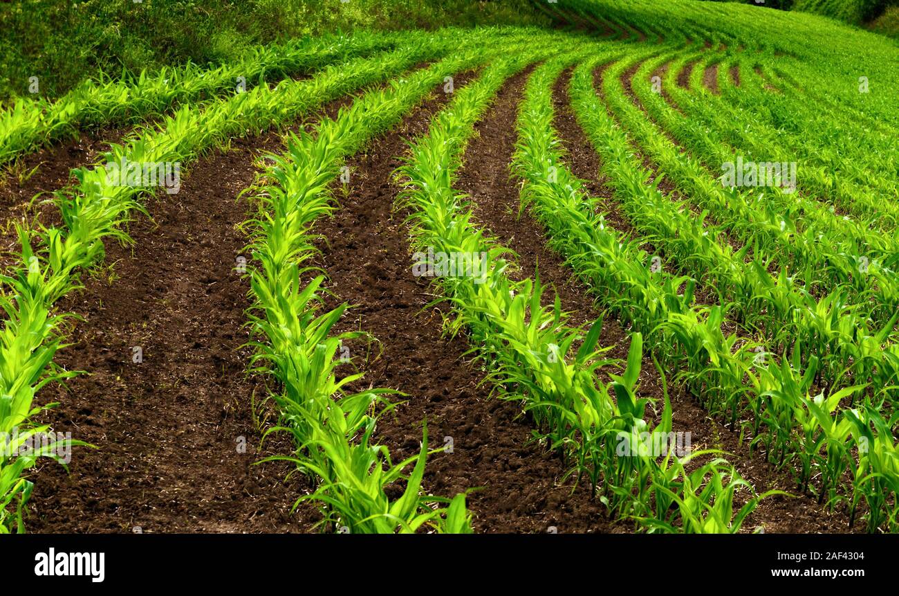 Righe curve di giovani piante di mais su un campo umido con terriccio scuro, colori vibranti Foto Stock