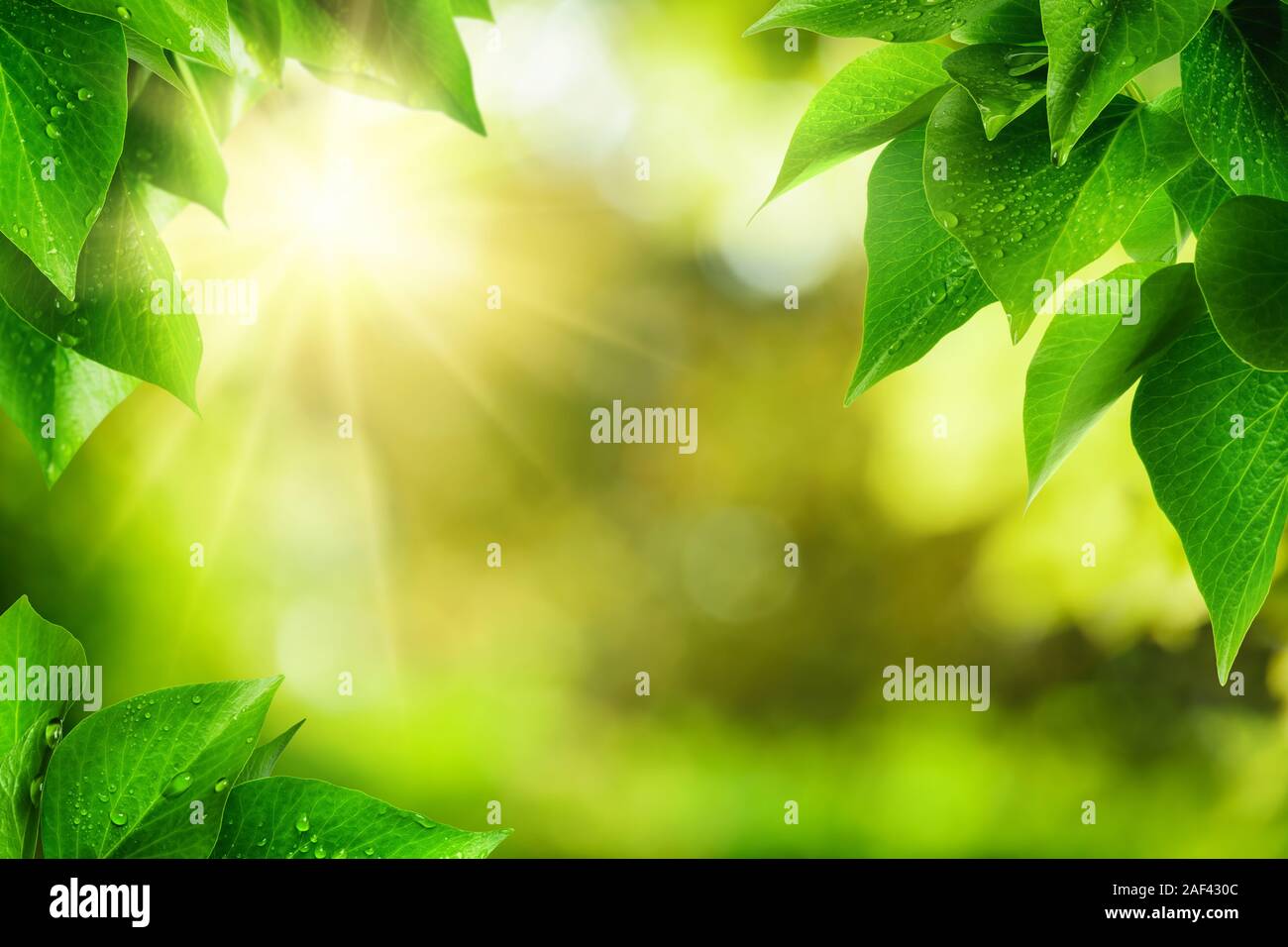 Scenic natura sfondo di lussureggianti e fresche foglie verdi con dewdrops, inquadrando il fuori fuoco di vegetazione con bekeh highlights e il sole, la vibrante colo Foto Stock
