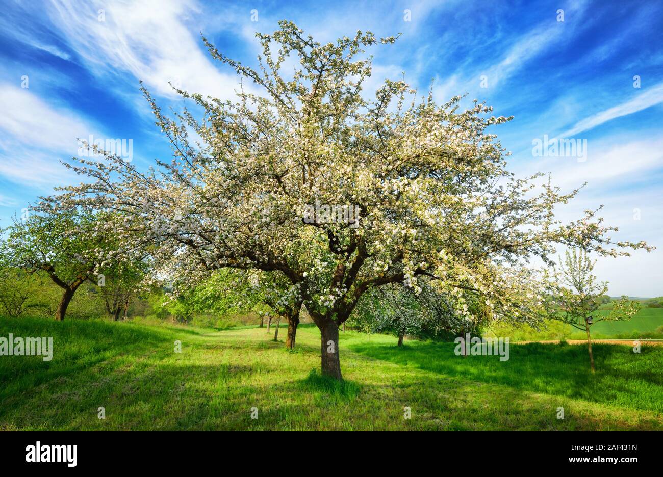 Idilliaco paesaggio rurale in primavera. Una bellissima fioritura melo nel telaio centrale in piedi su un fresco verde prato è sottolineata da una vivida sky con Foto Stock
