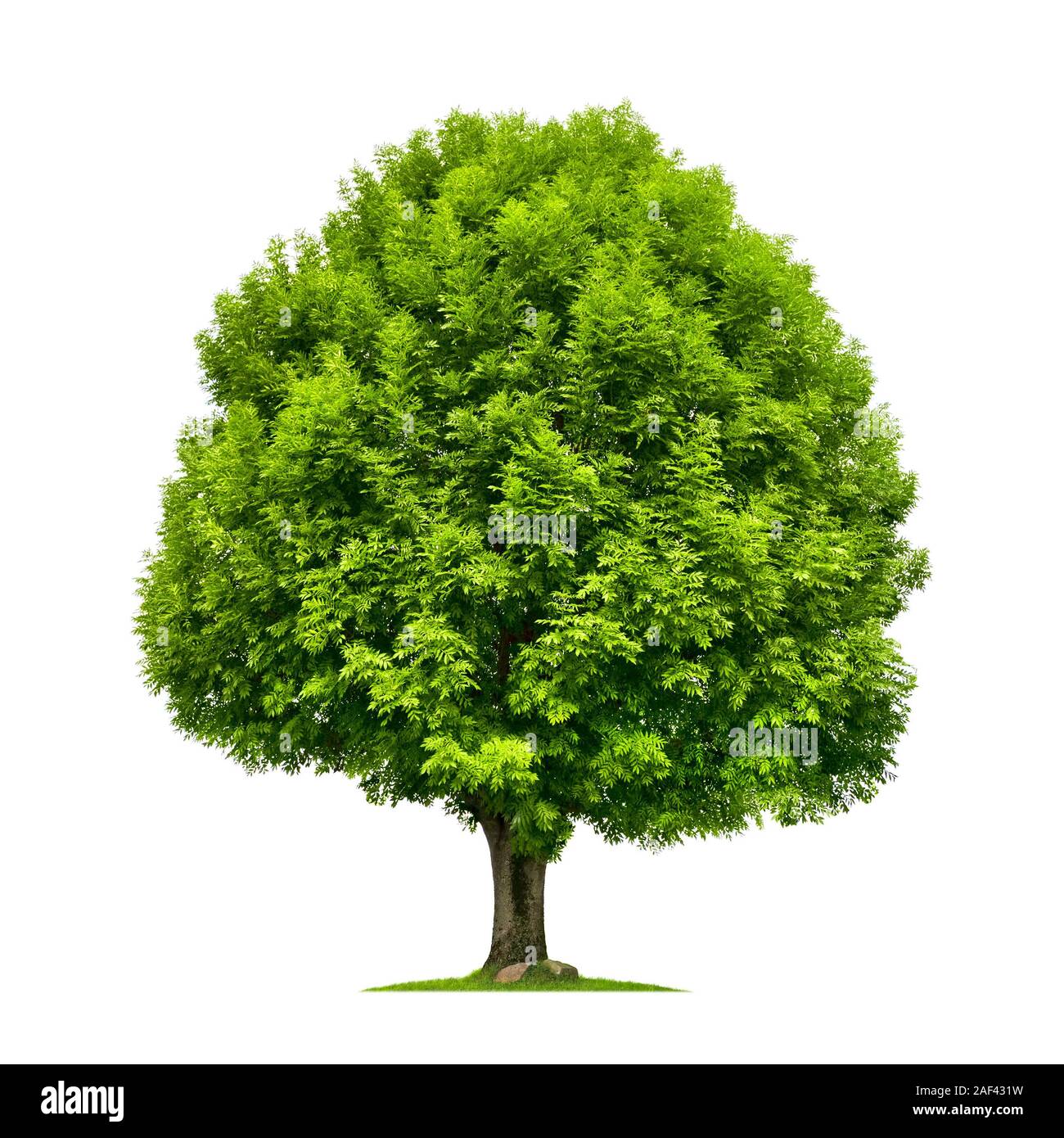 Perfetto il frassino con lussureggiante fogliame verde e bella forma isolato puro su sfondo bianco Foto Stock