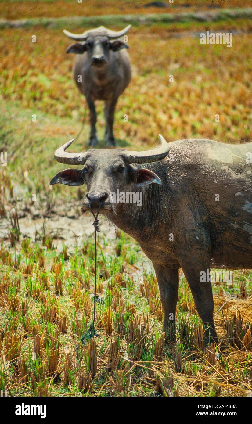 Bufalo d'acqua, Bubalus bubalus, in un riso padi. Malaysia Foto Stock