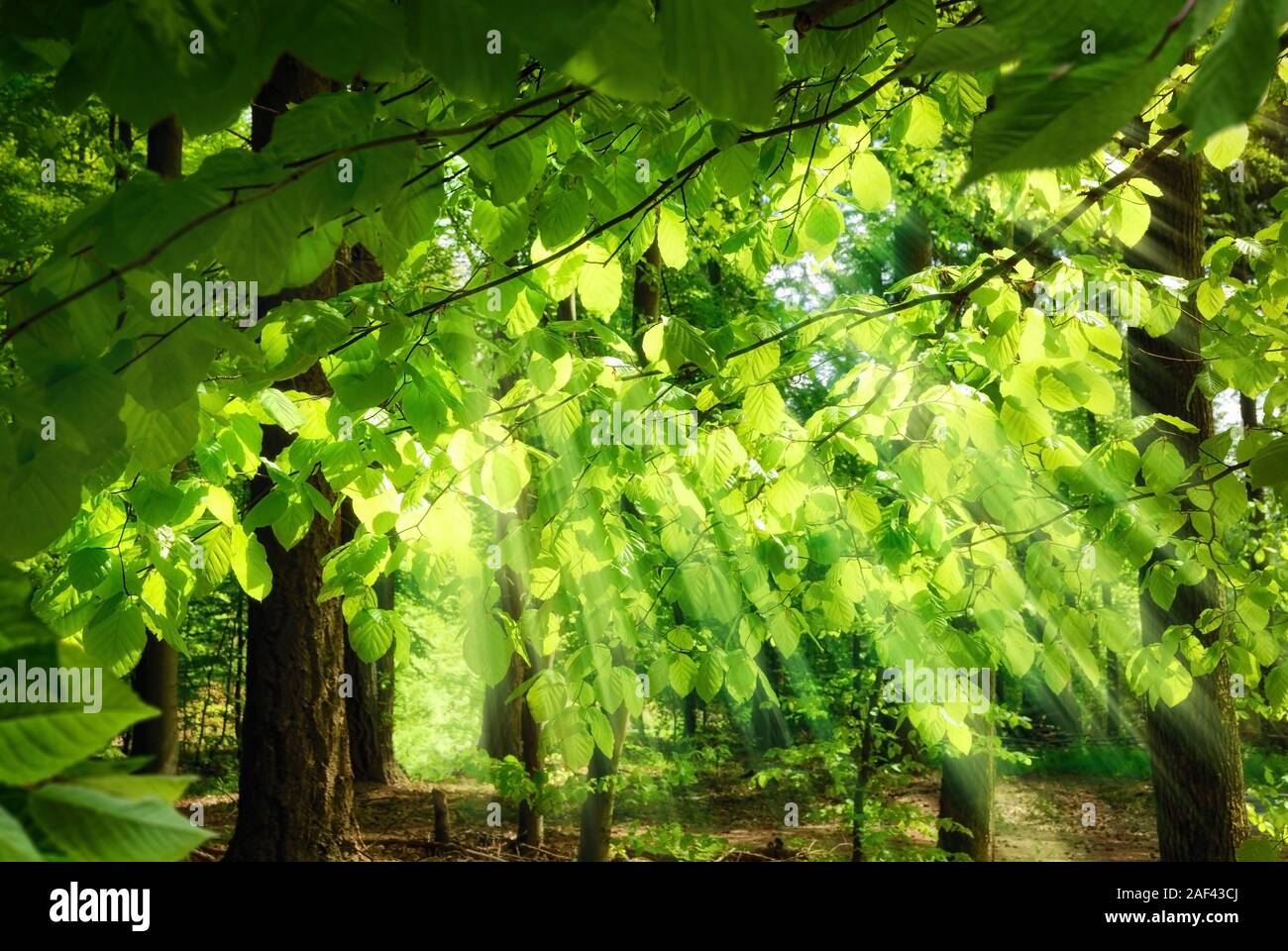 Raggi di sole cadere attraverso la fresca, rigogliose foglie di faggi in una foresta verde, creando una surreale, ma piacevole atmosfera Foto Stock