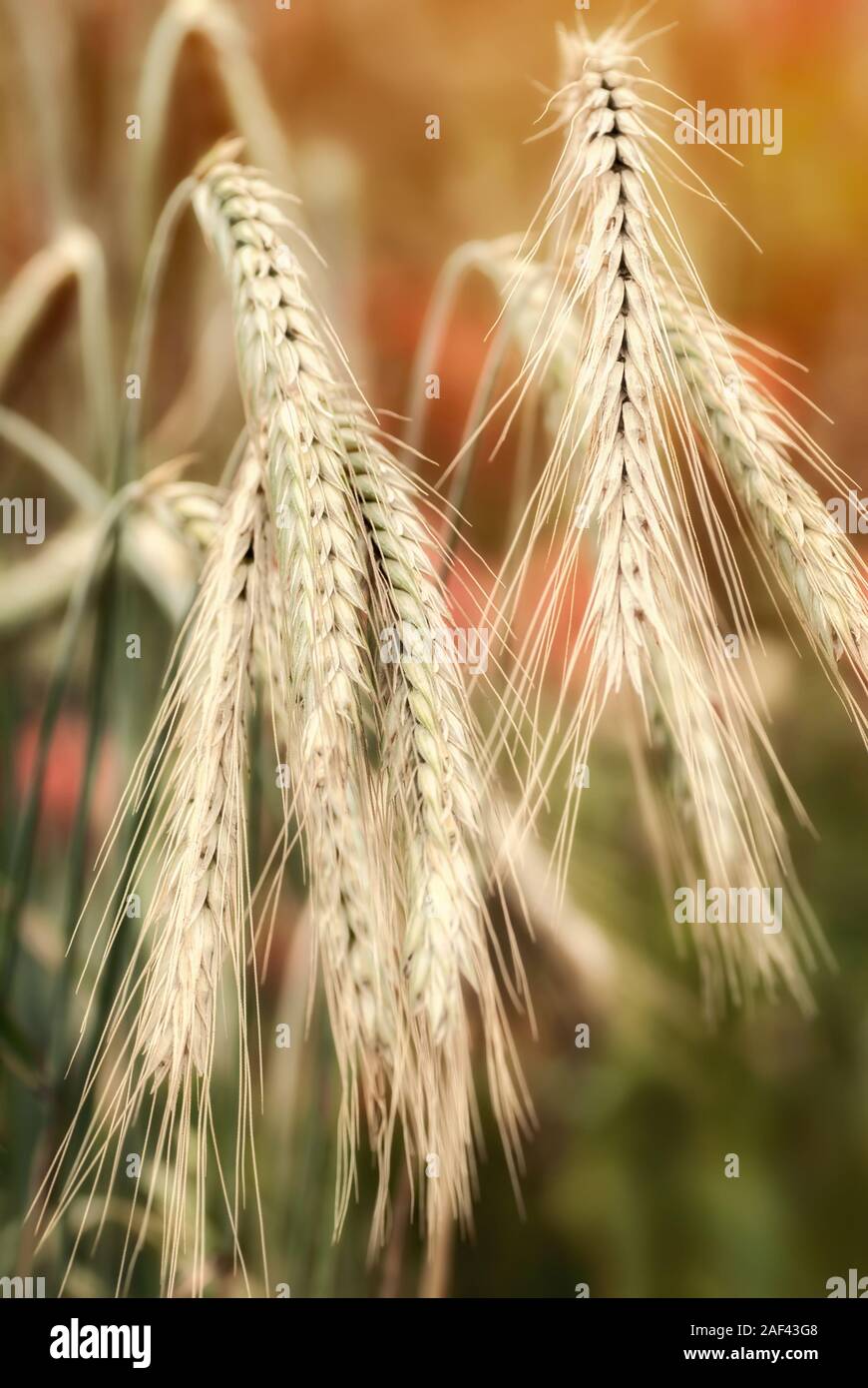 Piante di cereali, spighe di grano di orzo, closeup con caldi colori di sfondo sfocato Foto Stock