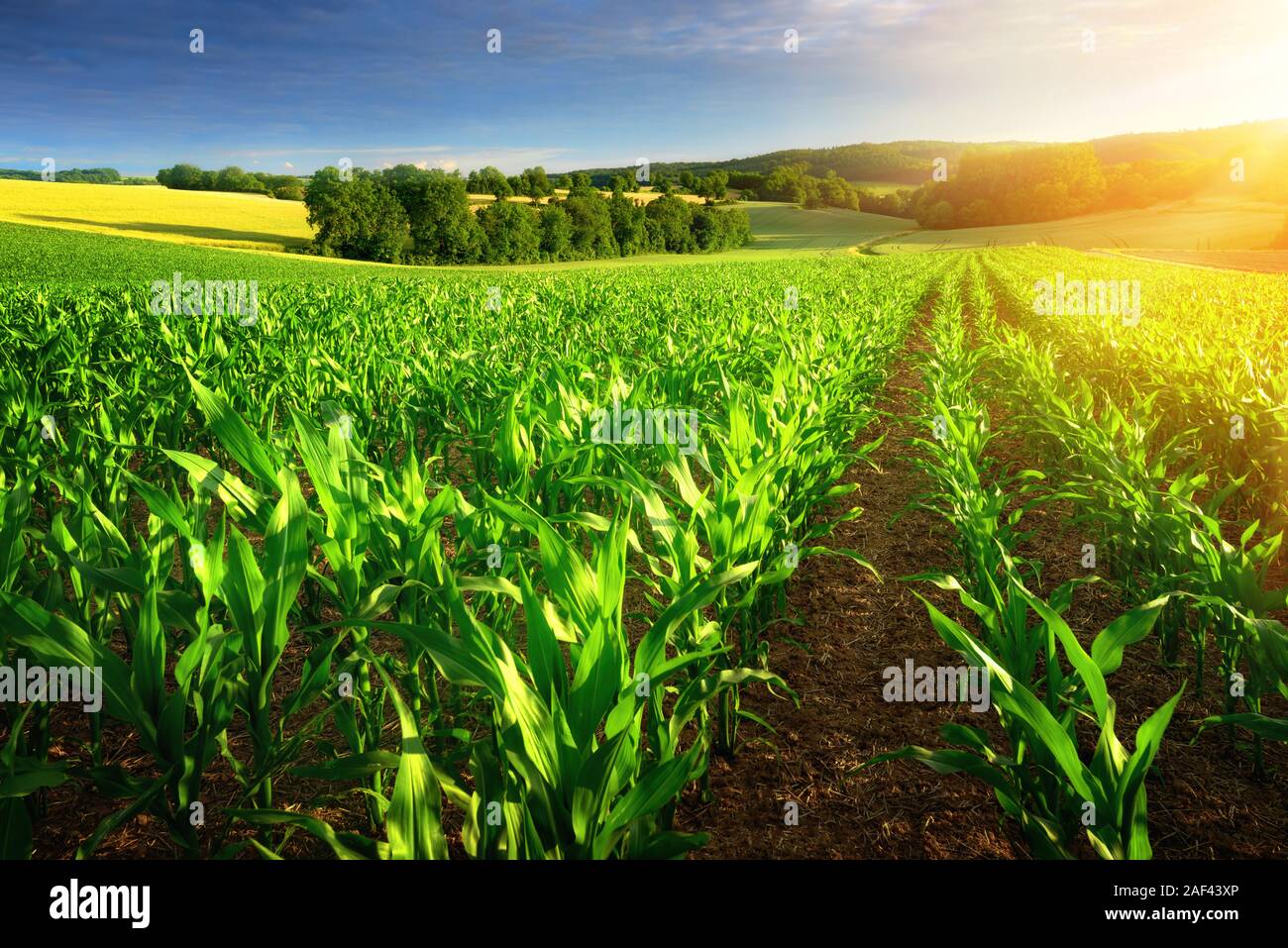Righe di giovani piante di mais su un campo fertile con terriccio scuro nel bellissimo sole caldo, freschi colori vibranti Foto Stock