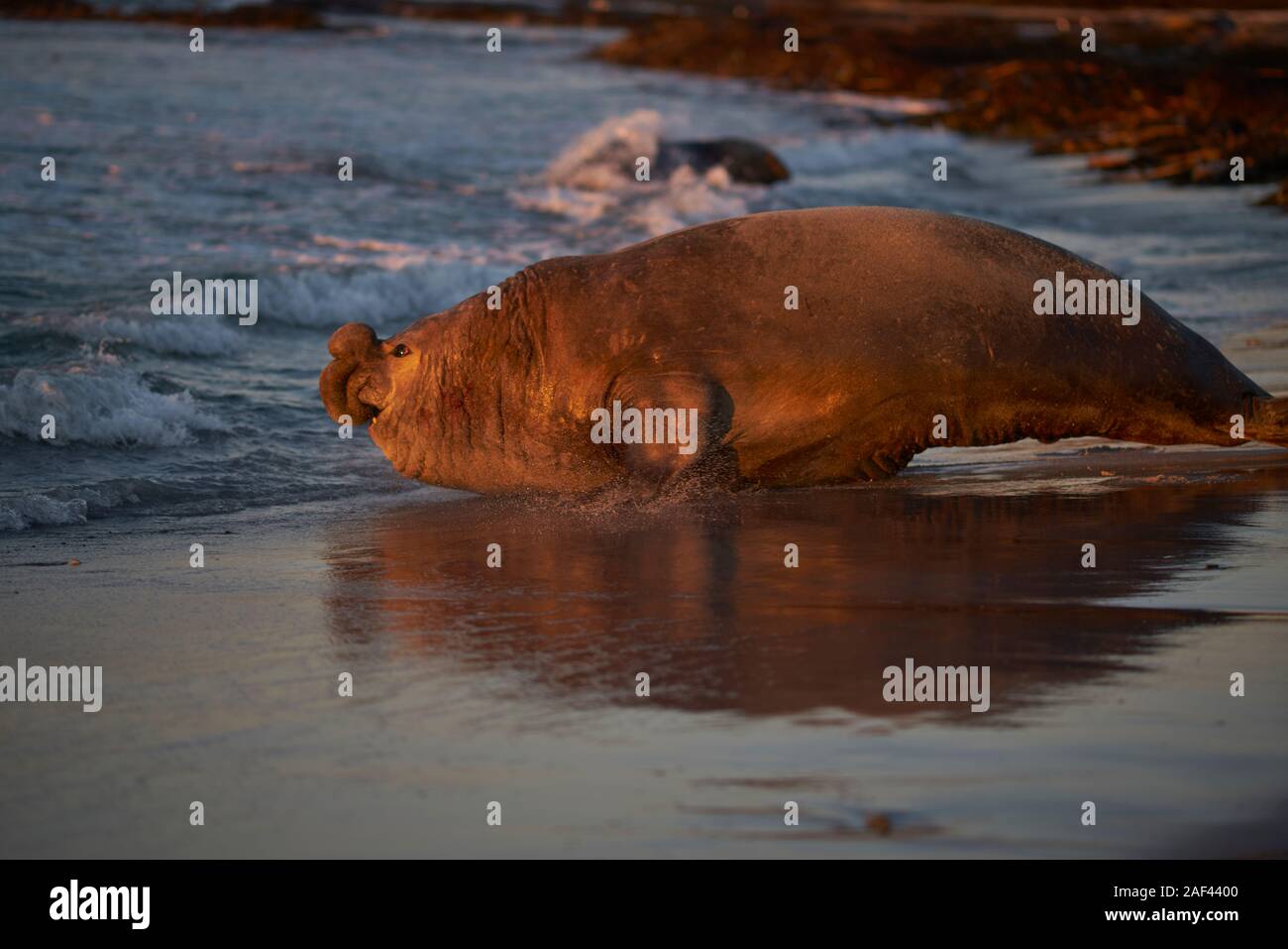 Maschio dominante Elefante marino del sud (Mirounga leonina) le gare in mare per vedere fuori un interloper durante la stagione della riproduzione. Foto Stock