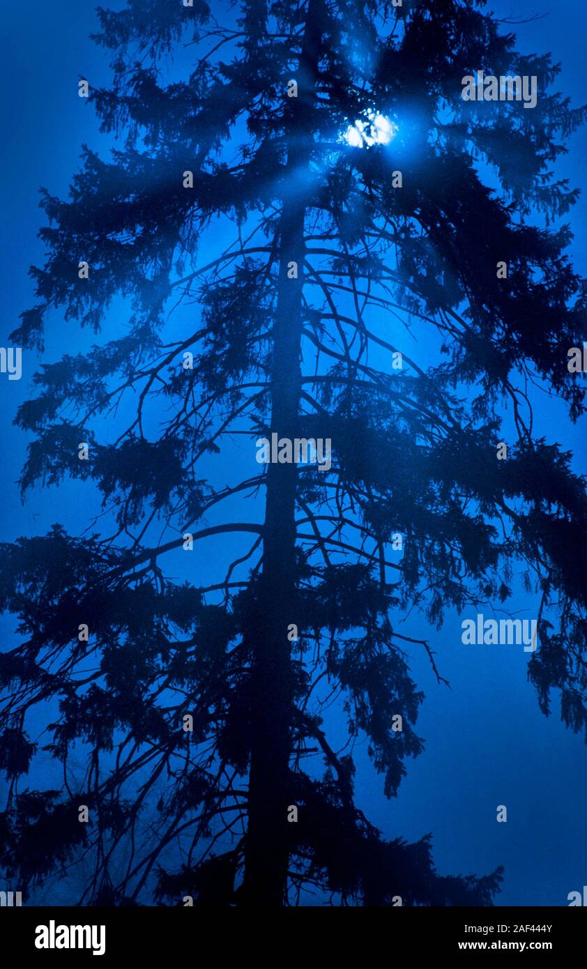 Luna piena che brilla attraverso gli alberi di pino di notte Foto Stock
