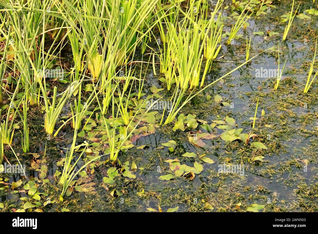 Habitat di palude. Un'area di bassa quota, terra incolta dove si raccoglie l'acqua. Home per i diversi tipi di uccelli e creature. Foto Stock