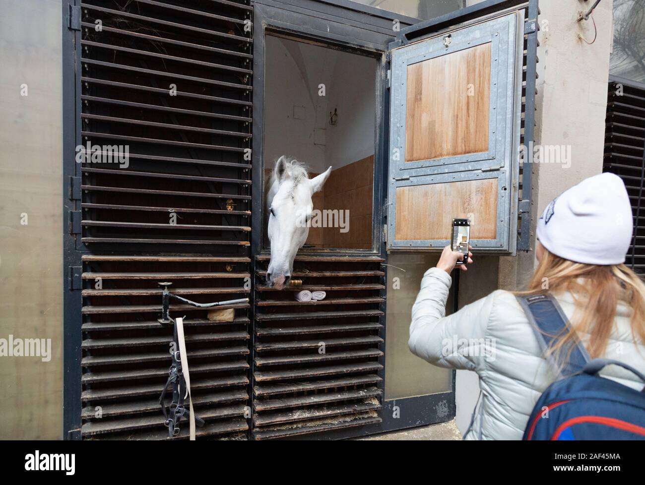 Un turista che scatta una foto di un cavallo lipizzaner nelle scuderie della Scuola di Equitazione Spagnola, Vienna Austria - esempio di turismo di Vienna. Foto Stock