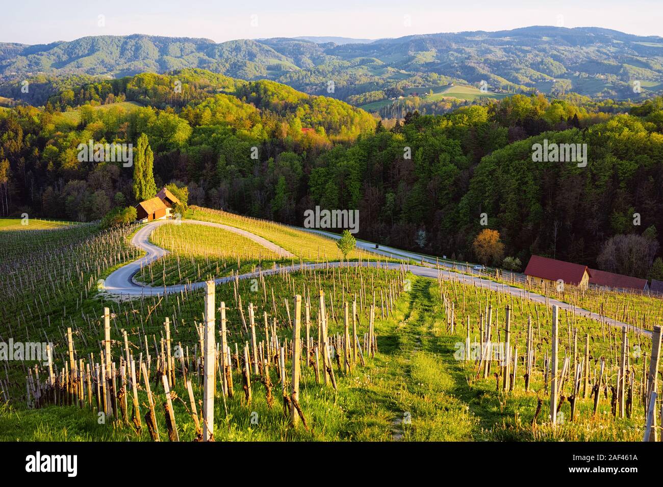 Lo sloveno forma di cuore la strada del vino tra i vigneti in Slovenia Foto Stock