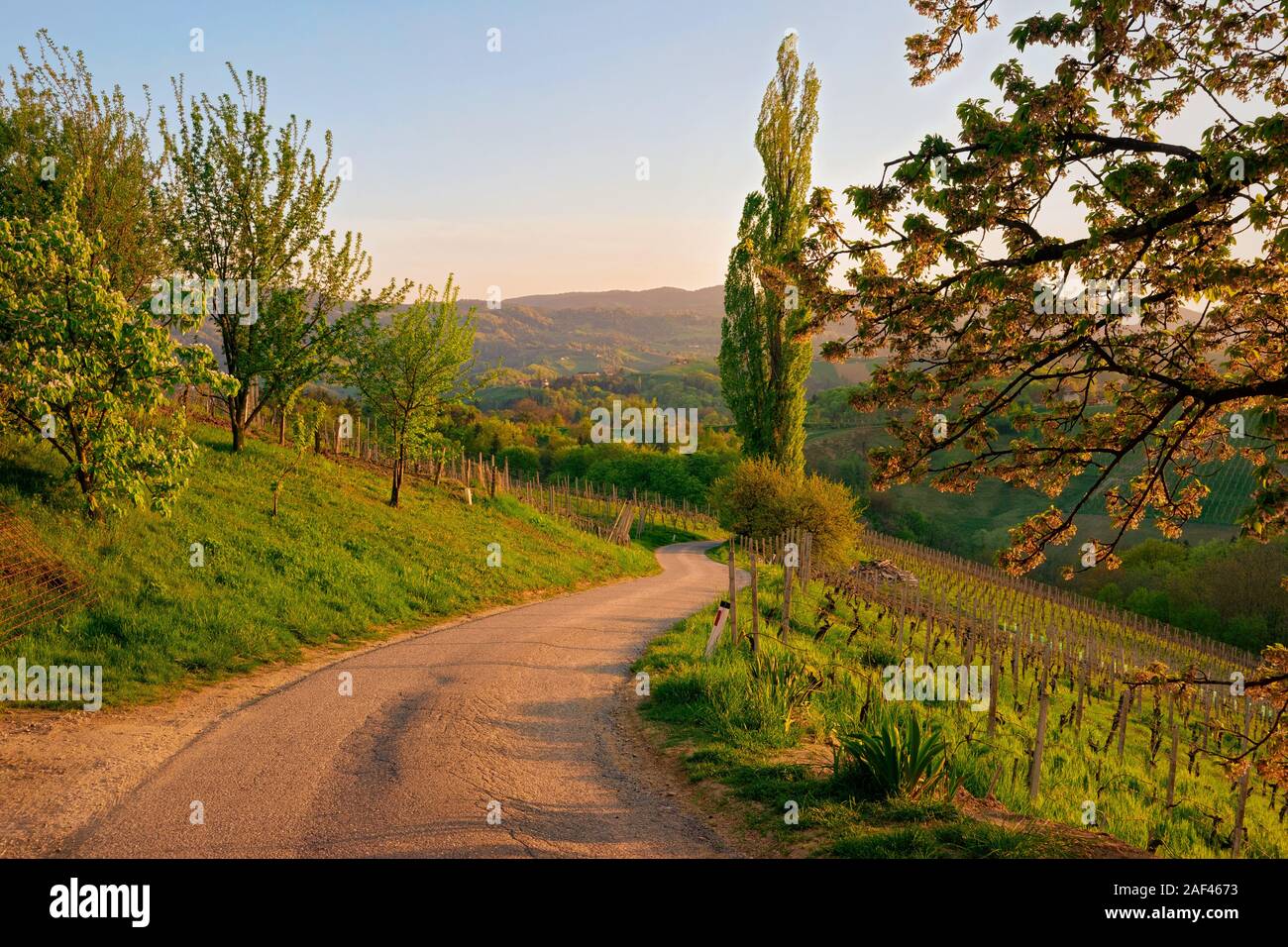 Famoso sloveno forma di cuore la strada del vino tra i vigneti in Slovenia Foto Stock