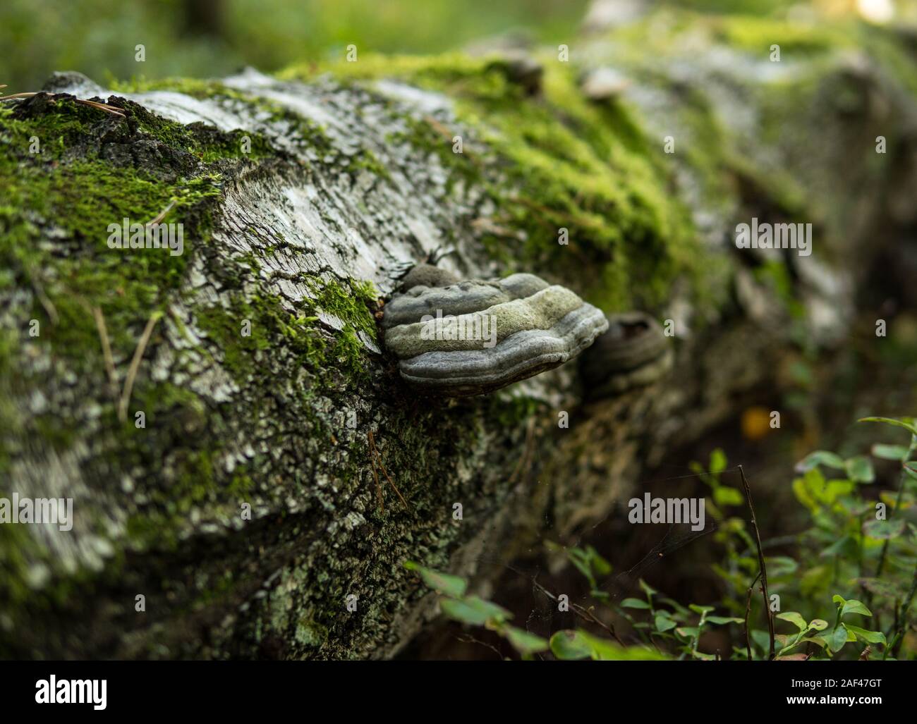 Dettaglio dei caduti betulla ricoperta di verde muschio e polypore Foto Stock