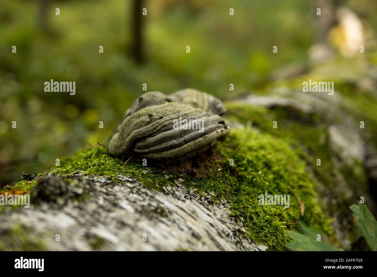 Dettaglio dei caduti betulla ricoperta di verde muschio e polypore Foto Stock