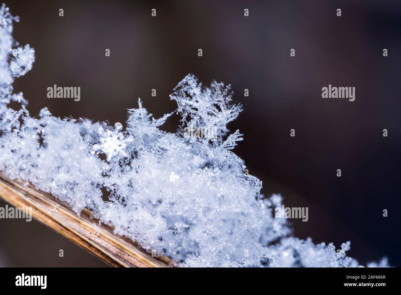 Macro di fiocchi di neve sul ramo di un albero con colori di marrone chiaro e bokeh di fondo Foto Stock