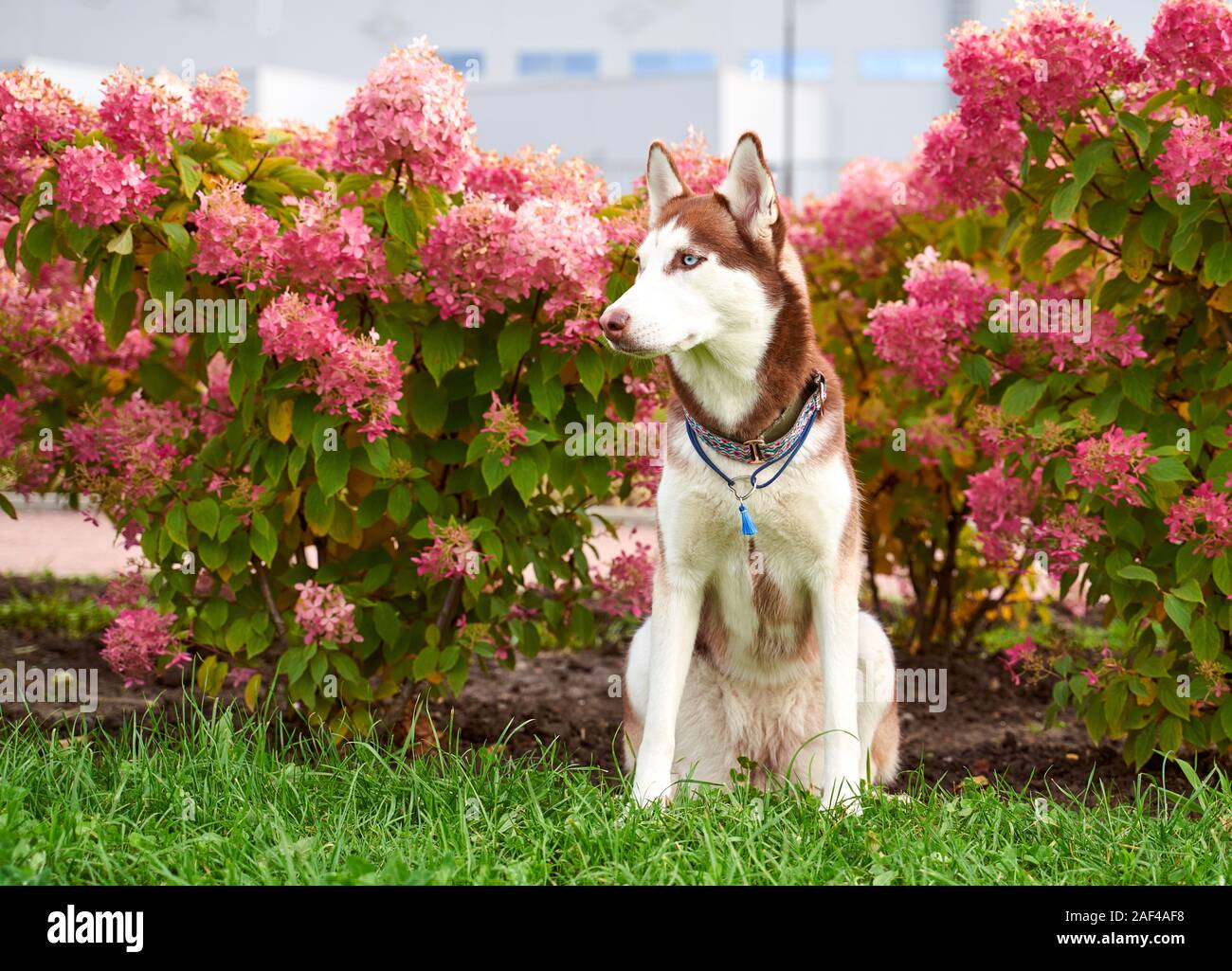 Husky in bianco di colore marrone, blu occhi, orecchie acuta. Foto Stock