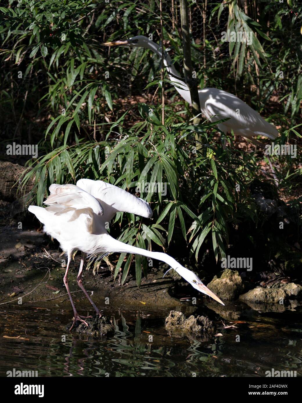 Airone bianco bird close-up vista di profilo in acqua con le sue ali spiegate visualizzando il suo piumaggio bianco, corpo, testa, occhio, becco lungo collo con uno blu Foto Stock