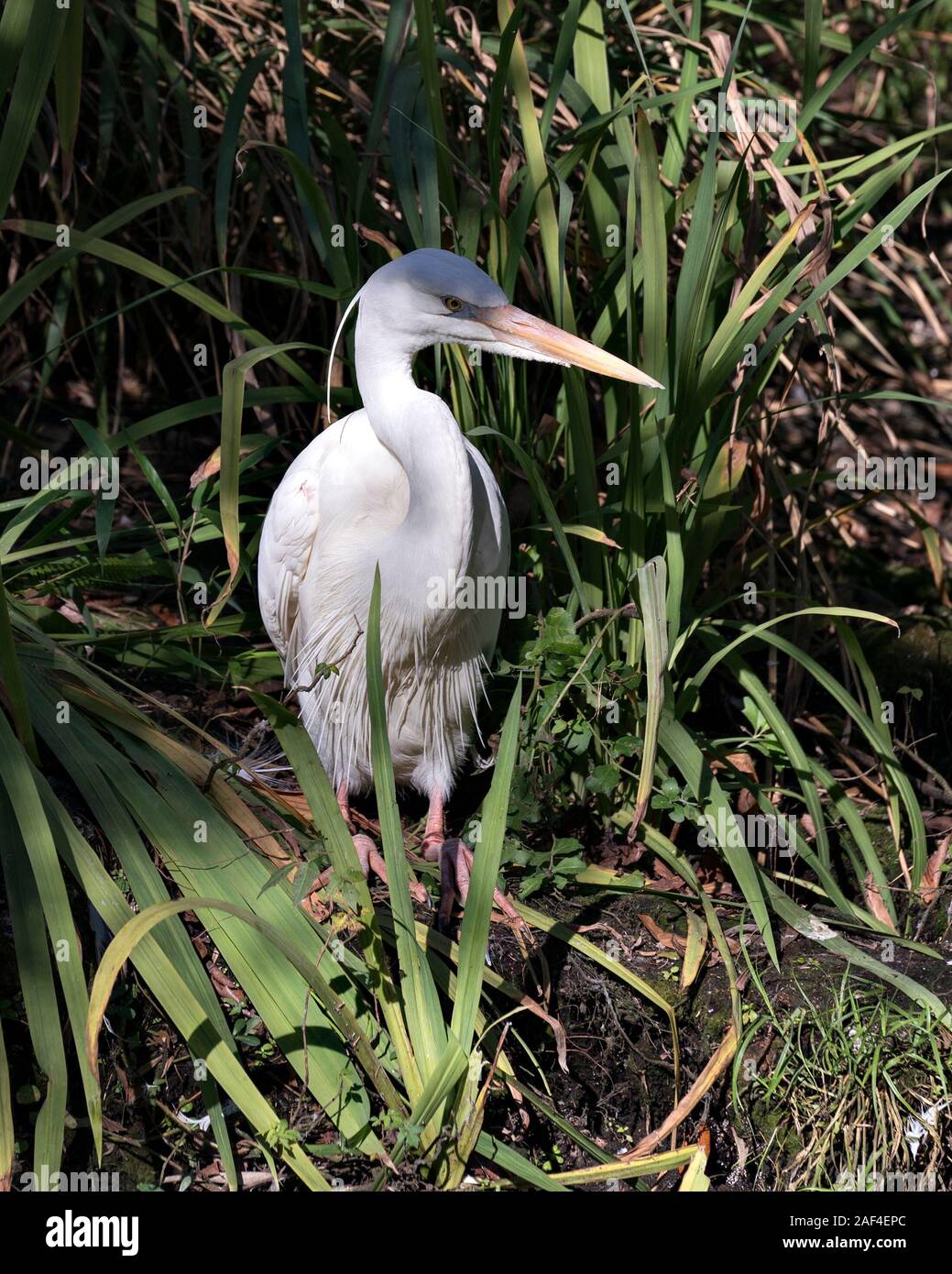 Airone bianco bird close-up visualizza profilo guardando a destra visualizzando il suo piumaggio bianco, corpo, testa, occhio, becco lungo collo con fogliame in background Foto Stock