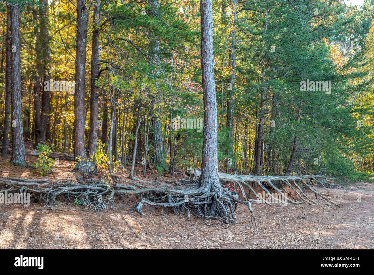 Condizioni di siccità al Lago Lanier, Georgia l'erosione costiera esposta con radici di albero e gli alberi caduti sulla spiaggia in un pomeriggio soleggiato in autunno Foto Stock