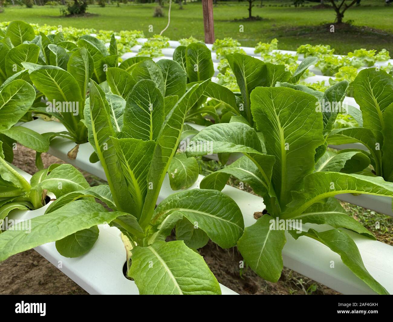 Non tossico verdure, nursery, cibo sano concetto Foto Stock