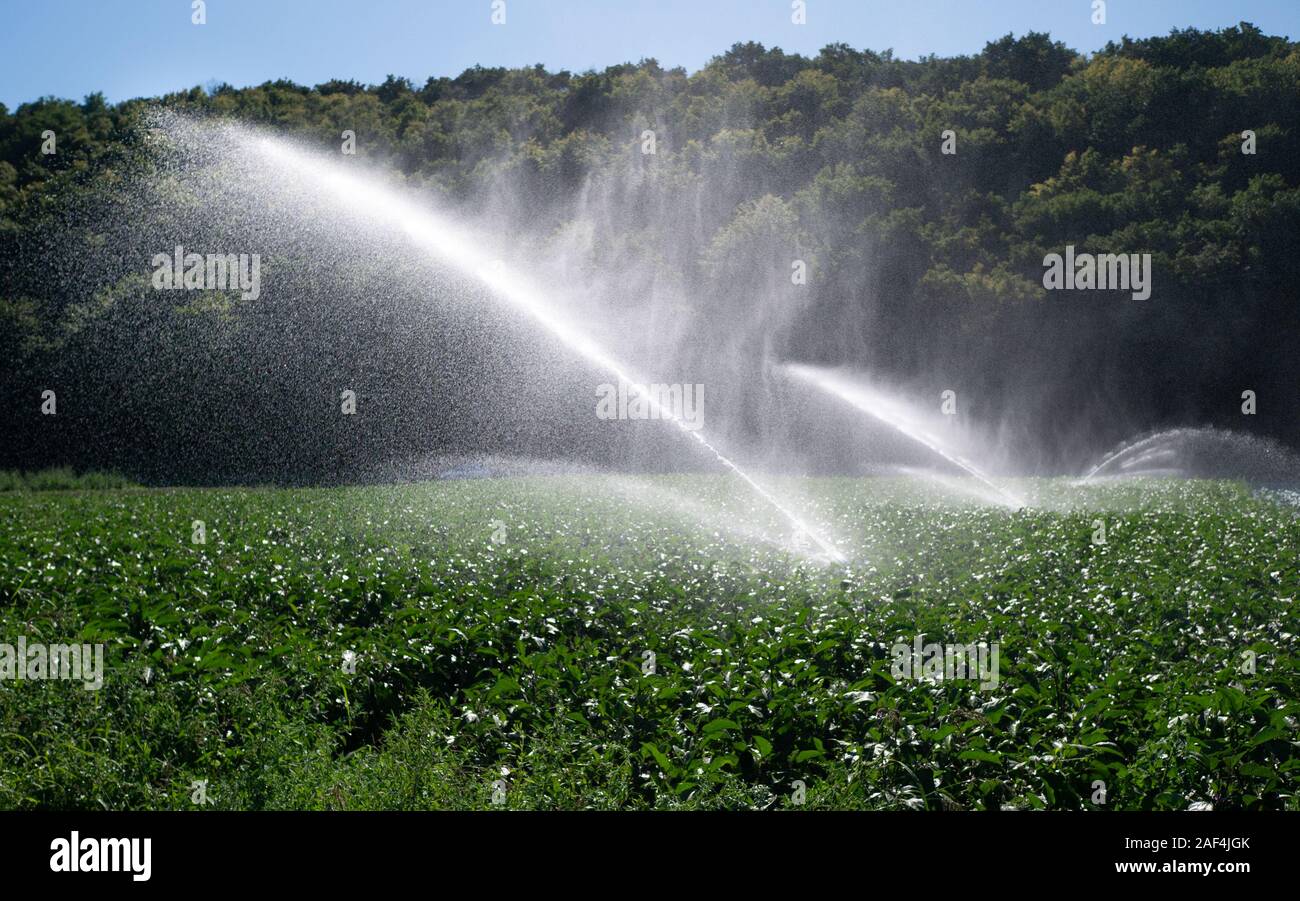 Acqua impianto sprinkler nel sole del mattino su una piantagione Foto Stock