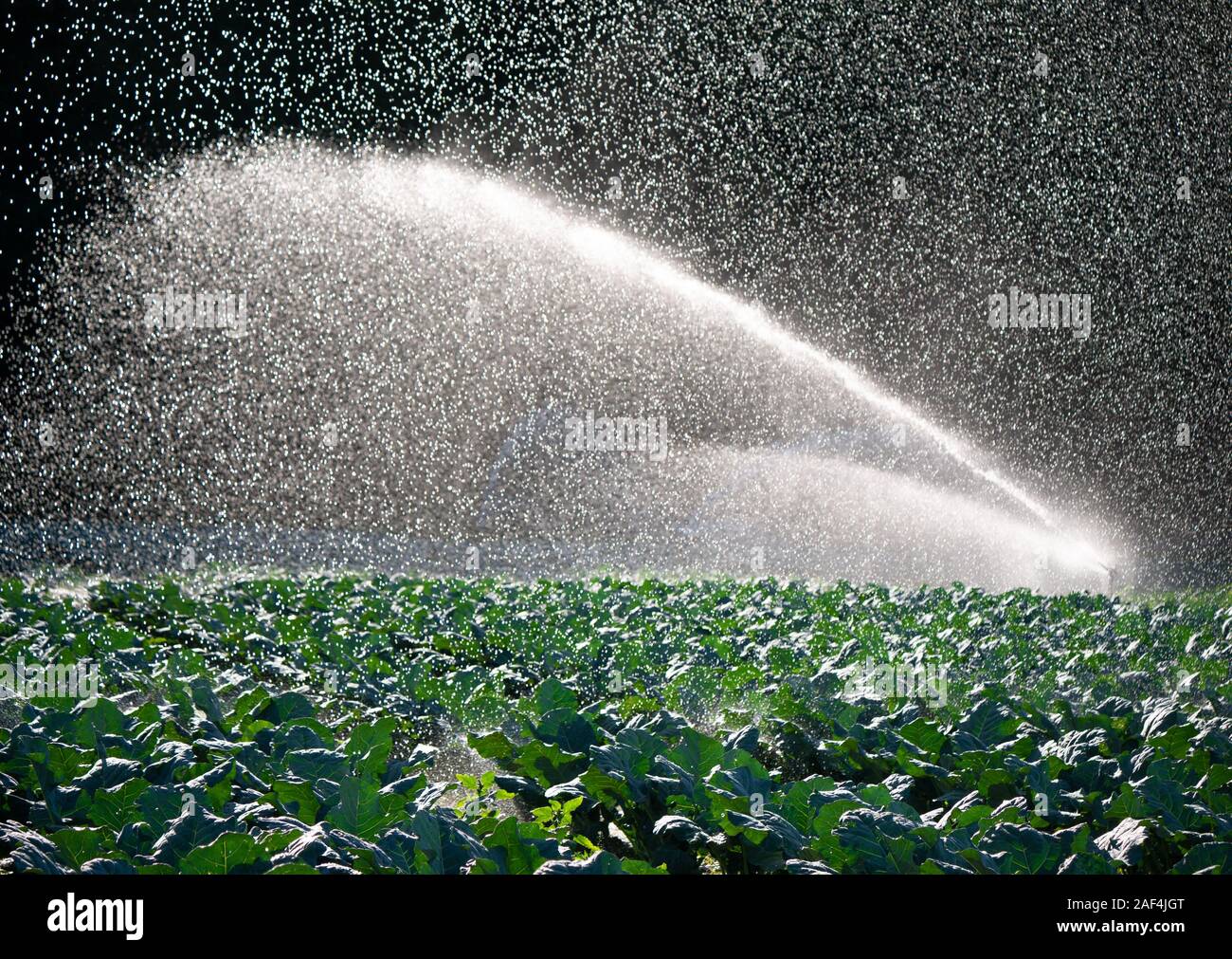 Acqua impianto sprinkler nel sole del mattino su una piantagione Foto Stock