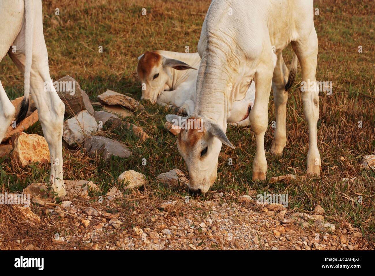 Tre skinny bianco vacca cambogiano. Paesaggio di campagna in Kampot provincia nel sud della Cambogia, in Asia. Un gruppo di mucche locali villaggio. Agricoltura e Foto Stock