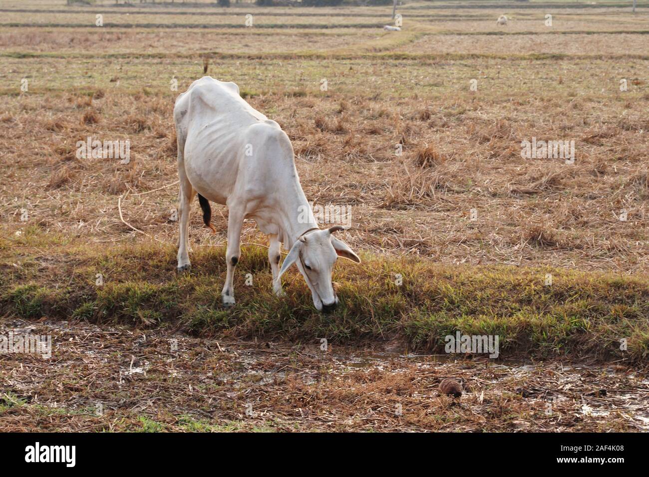 Skinny bianco vacca cambogiano. Paesaggio di campagna in Kampot provincia nel sud della Cambogia, in Asia. Un gruppo di mucche locali villaggio. Agricoltura e Foto Stock