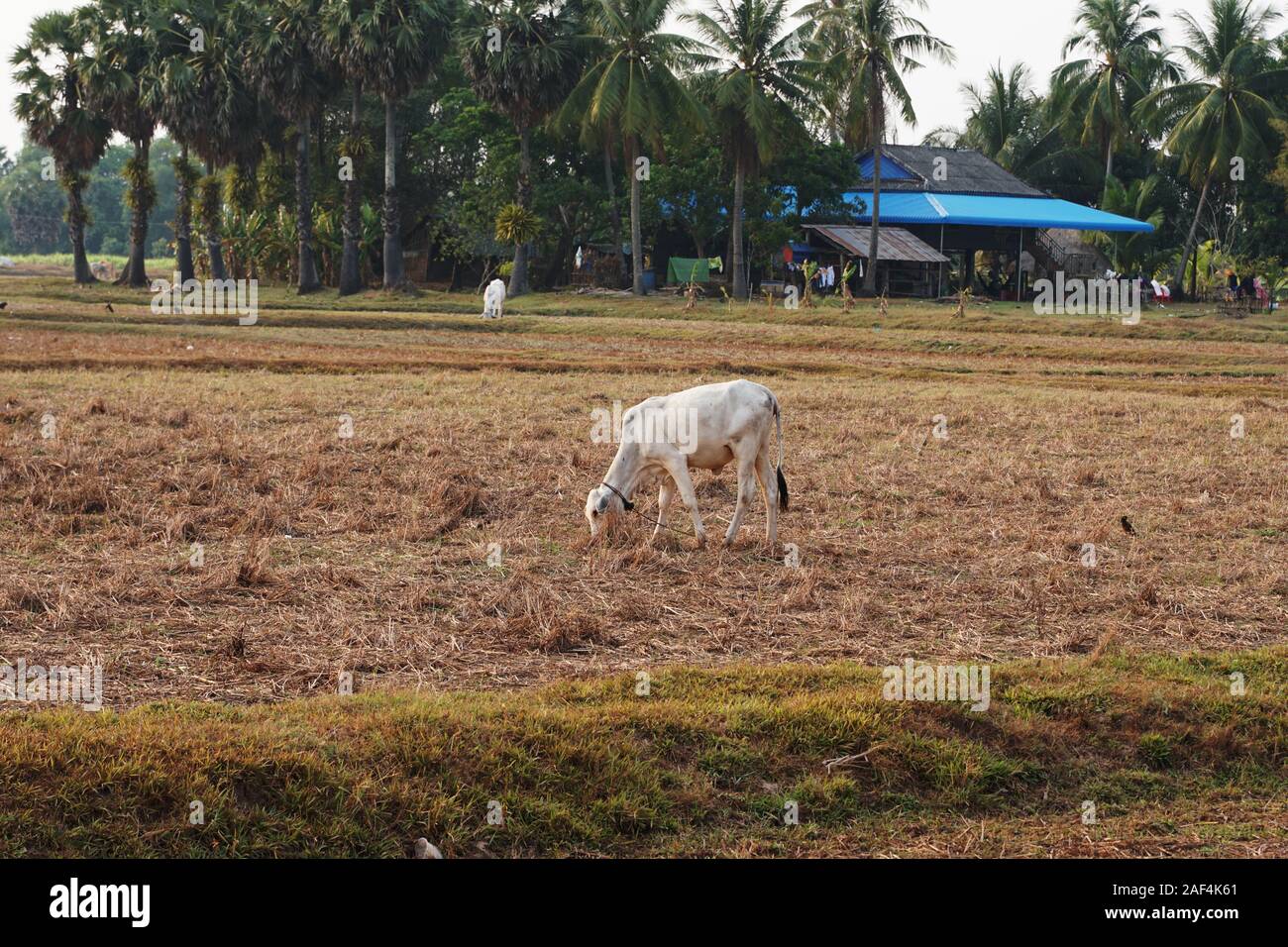 Skinny bianco vacca cambogiano. Paesaggio di campagna in Kampot provincia nel sud della Cambogia, in Asia. Un gruppo di mucche locali villaggio. Agricoltura e Foto Stock