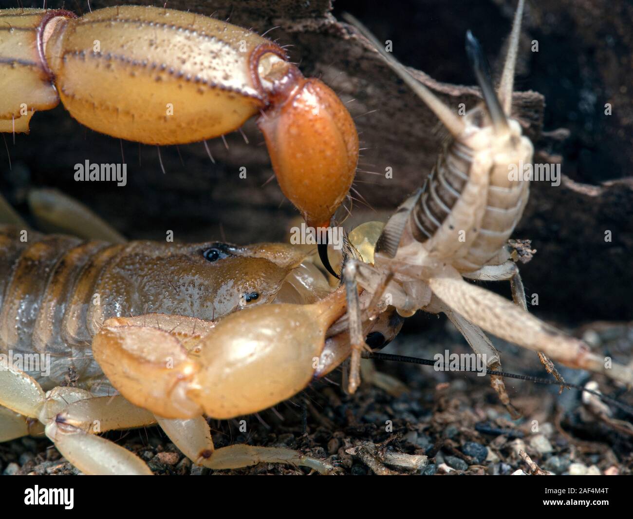 Femmina adulta Arizona stripe-tailed scorpion, Paravaejovis spinigerus, pungente la sua preda (grillo) Foto Stock