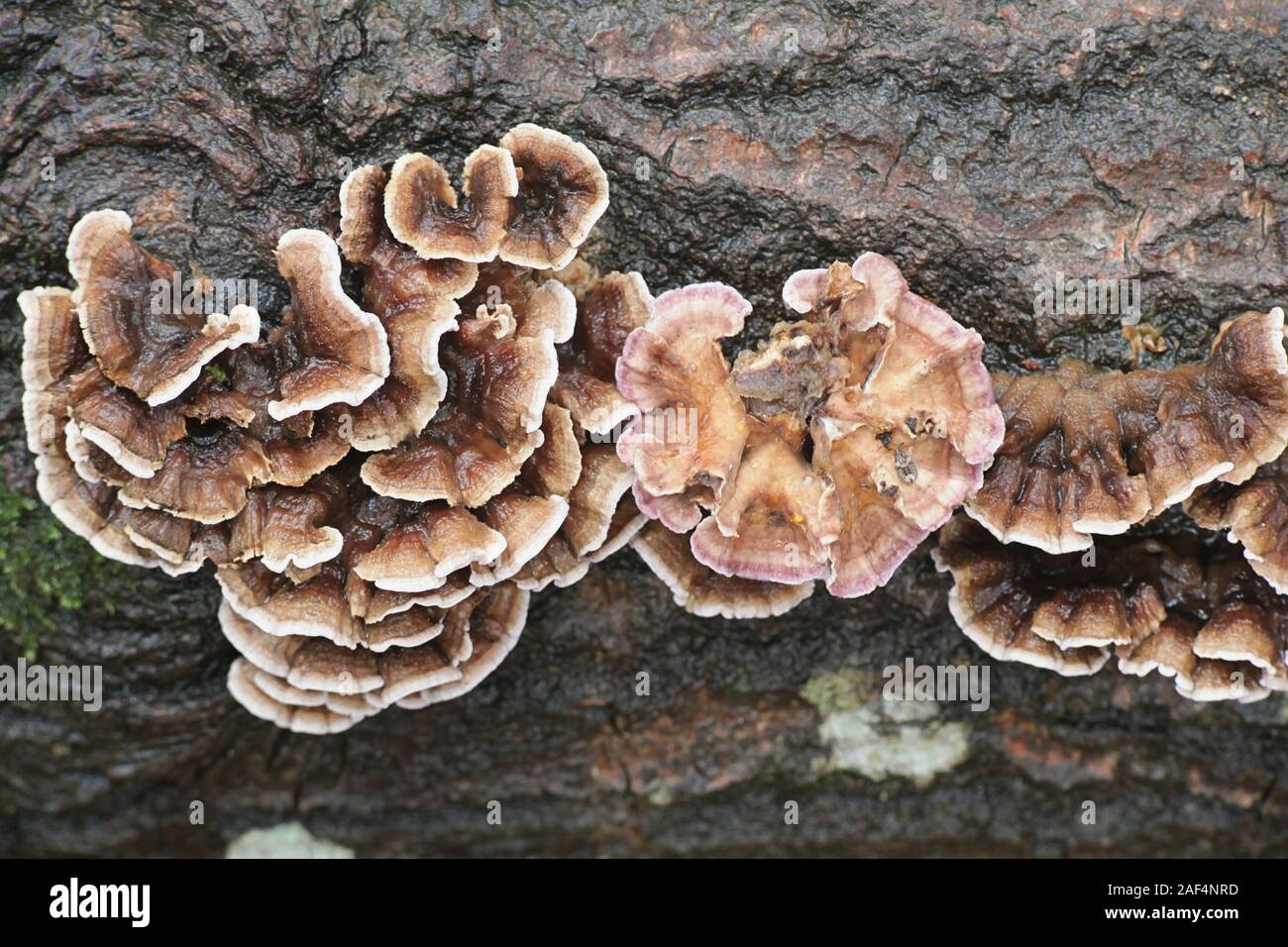 Chondrostereum purpureum, noto come foglia argento fungo, funghi selvatici da parte della Finlandia. Foto Stock