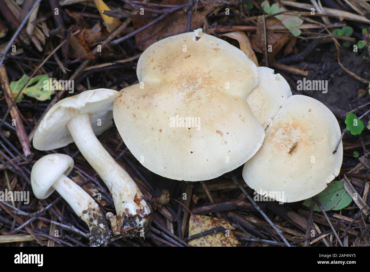 Tricholoma stiparophyllum, noto come il cavaliere chimica fungo fungo dalla Finlandia Foto Stock