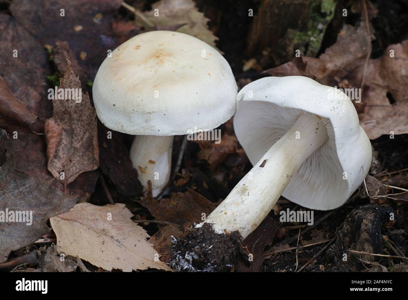 Tricholoma stiparophyllum, noto come il cavaliere chimica fungo fungo dalla Finlandia Foto Stock