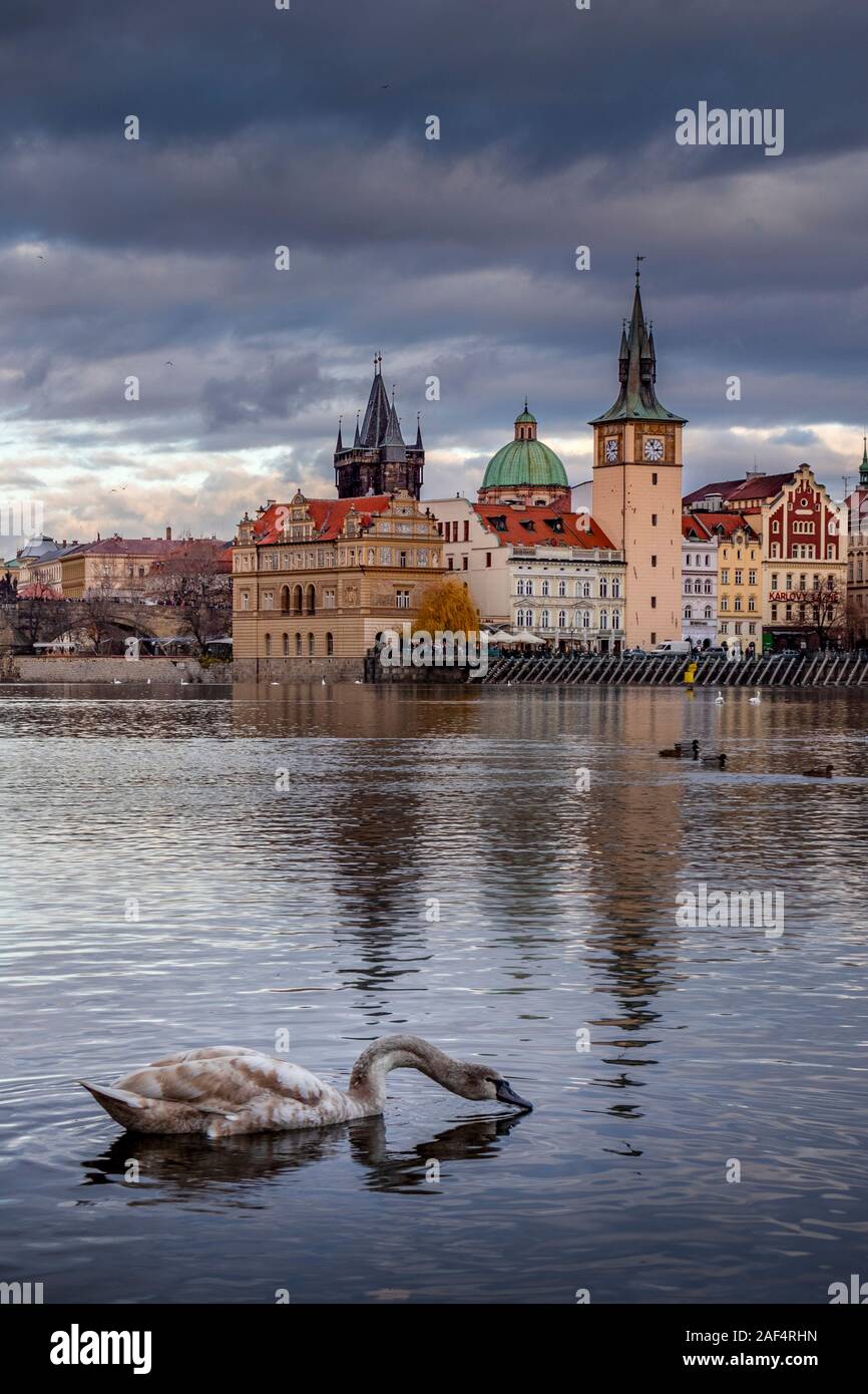 I cigni nuotare nel fiume Moldava Foto Stock