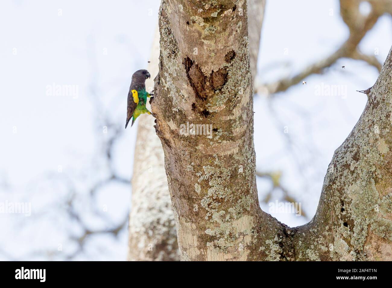 Un adulto Brown pappagallo appollaiato su un tronco di un albero, l'alimentazione da un nido di api, formato orizzontale, Ol Pejeta Conservancy, Laikipia, Kenya, Africa Foto Stock