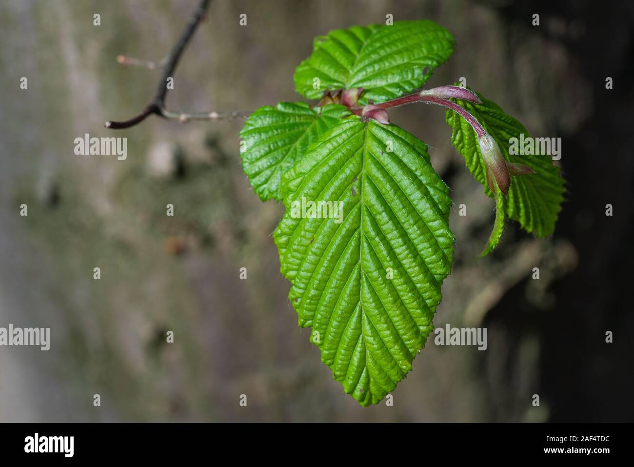 Fresco verde foglie su un tronco di albero Foto Stock
