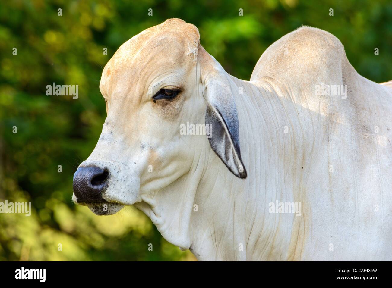 Brahman giovenca close-up di testa, viso e spalle Foto Stock
