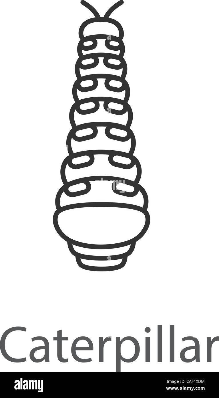 Caterpillar icona lineare. Butterfly stadio larvale. Linea sottile illustrazione. Simbolo di contorno. Il vettore isolato disegno di contorno Illustrazione Vettoriale