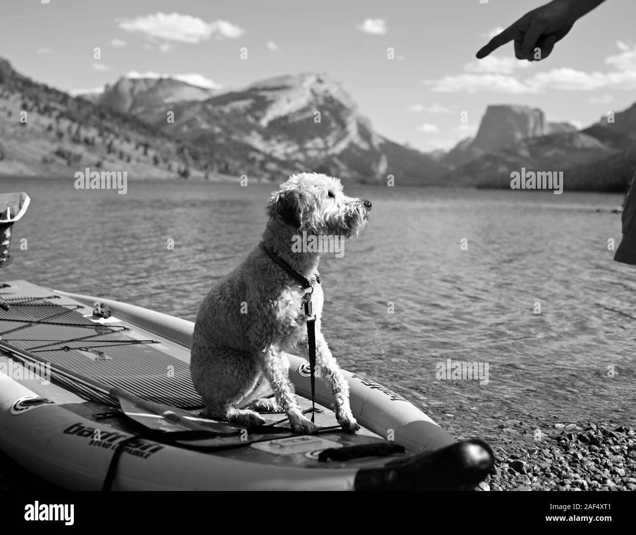 Cane a giocare a Green River laghi, fiumi di vento, Wyoming. Foto Stock